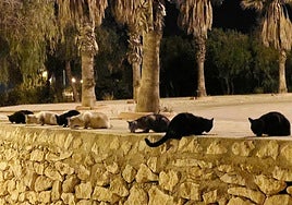 Varios gatos comen subidos al murete de piedra que delimita el paseo marítimo de Aguamarina.