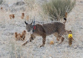 Uno de los linces liberados en las Tierras Altas de Lorca.