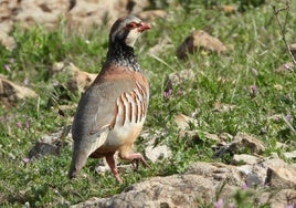 Ejemplar de perdiz roja.