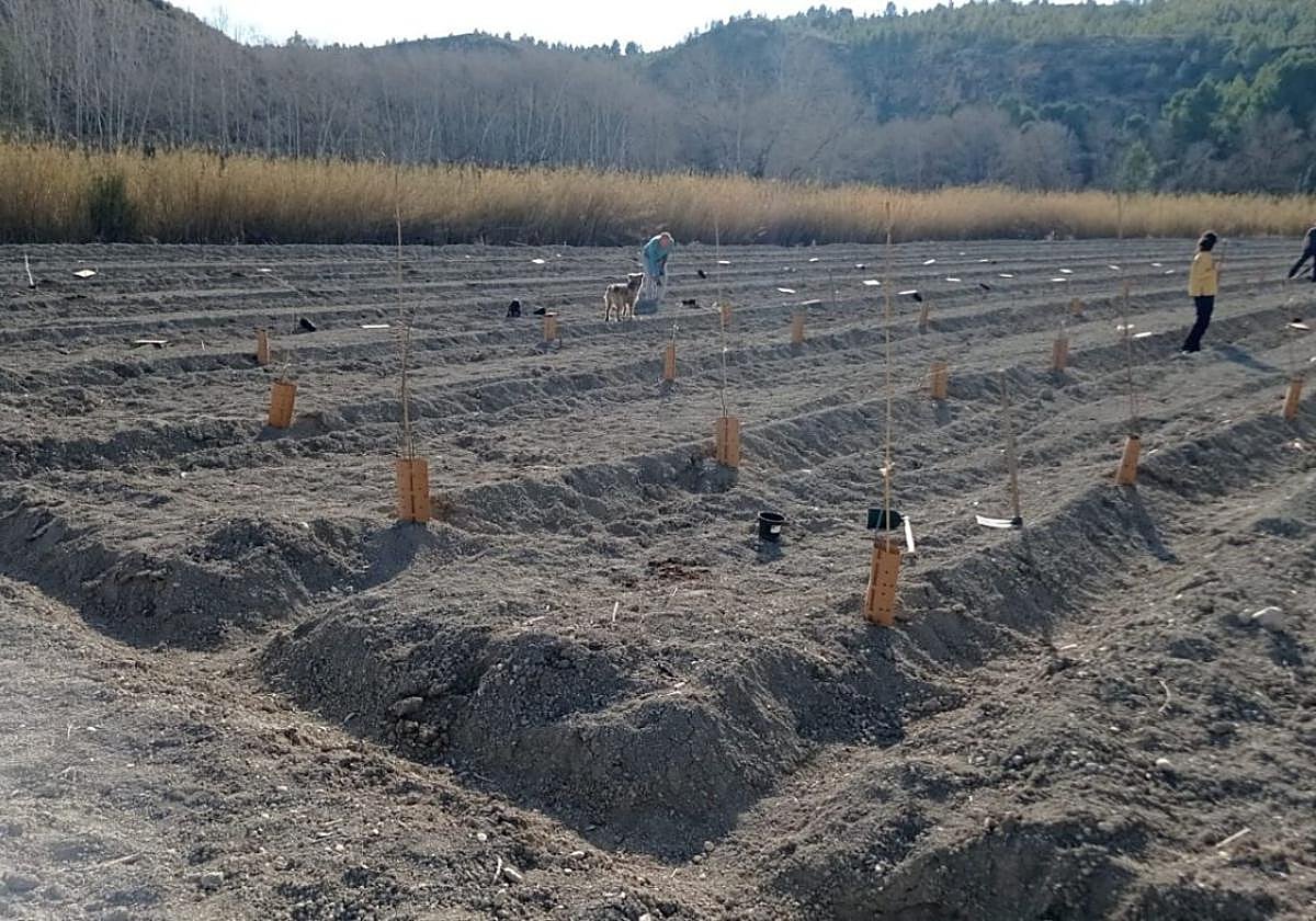 Plantación cerca del río Segura en Cañaverosa, en Moratalla.
