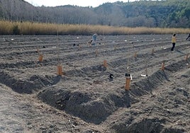 Plantación cerca del río Segura en Cañaverosa, en Moratalla.