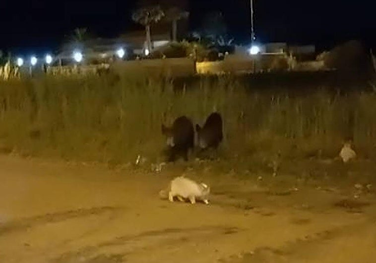 Dos jabalíes y un gato buscan comida en una playa de La Manga.
