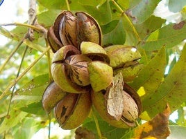 Árbol moscadero con frutos de nuez moscada.