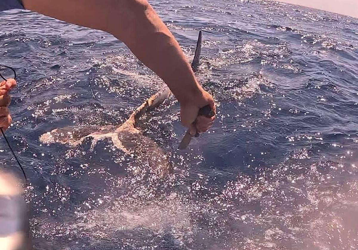 Momento en el que cortan el hilo que atrapaba al calderón, donde se observa la aleta caudal herida.