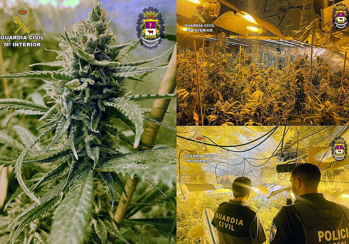 Marihuana encontrada por la Policía y la Guardia Civil en una vivienda de Caravaca.