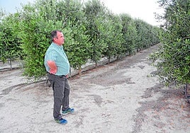 El agricultor Rafael Giménez, en su finca de olivos en el paraje de la Corredera, en Cieza.