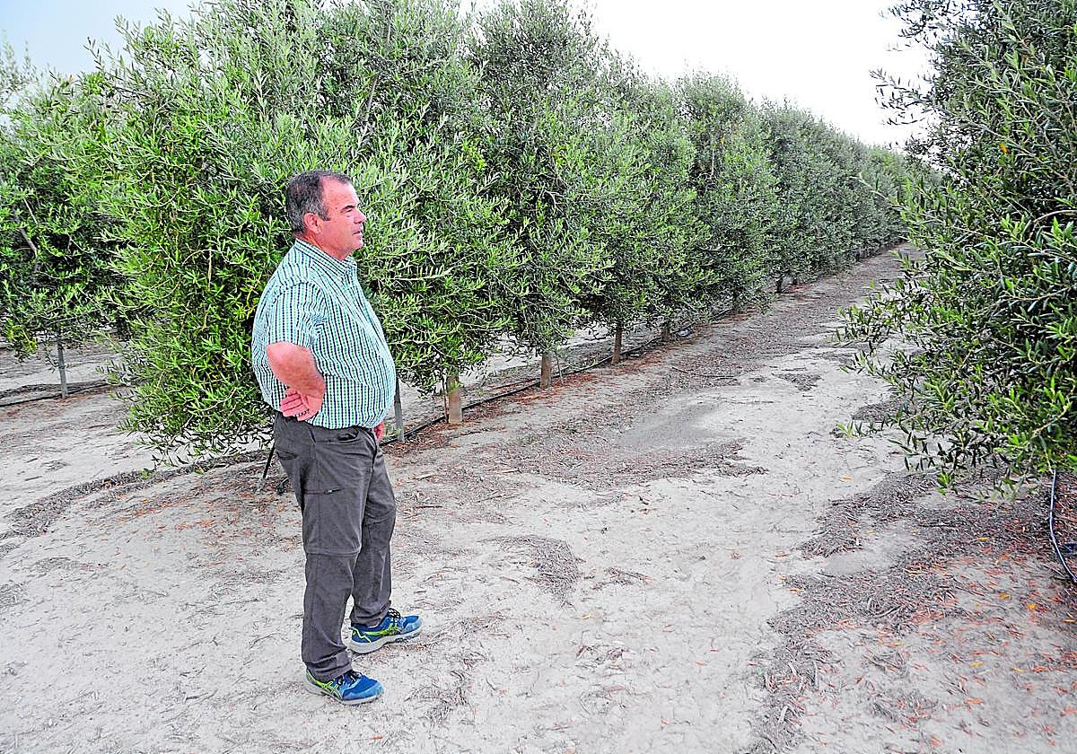 El agricultor Rafael Giménez, en su finca de olivos en el paraje de la Corredera, en Cieza.