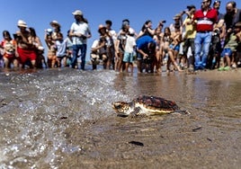 Liberación de 30 ejemplares de tortugas boba, en Isla Plana, Cartagena.