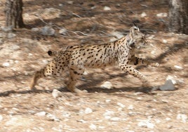 Uno de los linces liberados en Lorca en junio del año pasado, en la misma remesa que 'Tilo'.