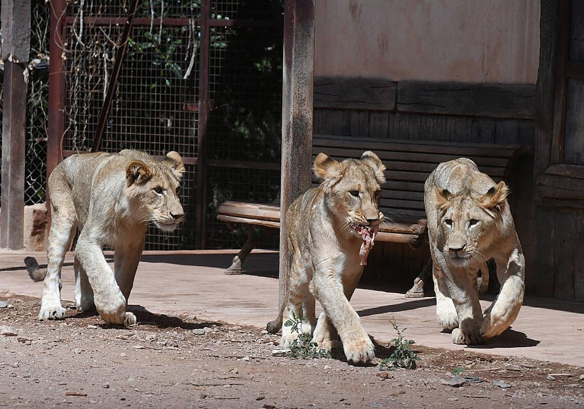 'Makulu', 'Silbán' e 'Irati', los tres leones africanos que nacieron en Terra Natura Murcia.