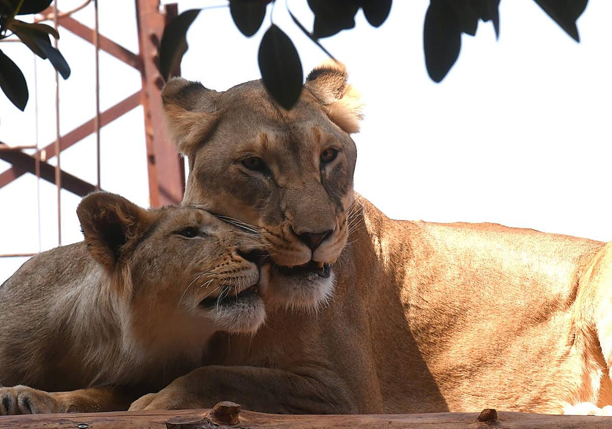 Imagen principal - Los pequeños leones, junto a otros, en Terra Natura.