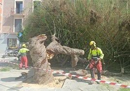 Una brigada procede a trocear el árbol para retirarlo de la plaza.