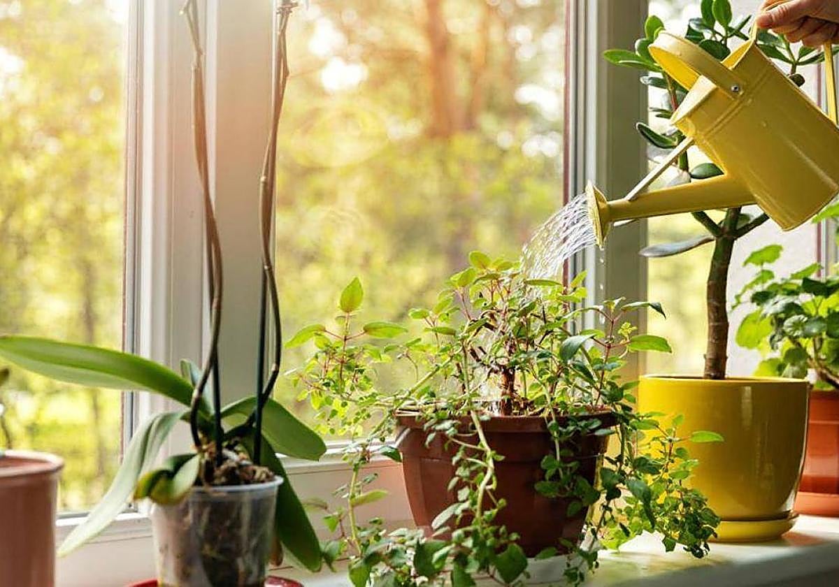 Riegan las plantas en una casa.