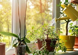 Riegan las plantas en una casa.