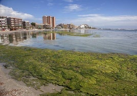 Acumulación de algas en el Mar Menor por exceso de nutrientes.