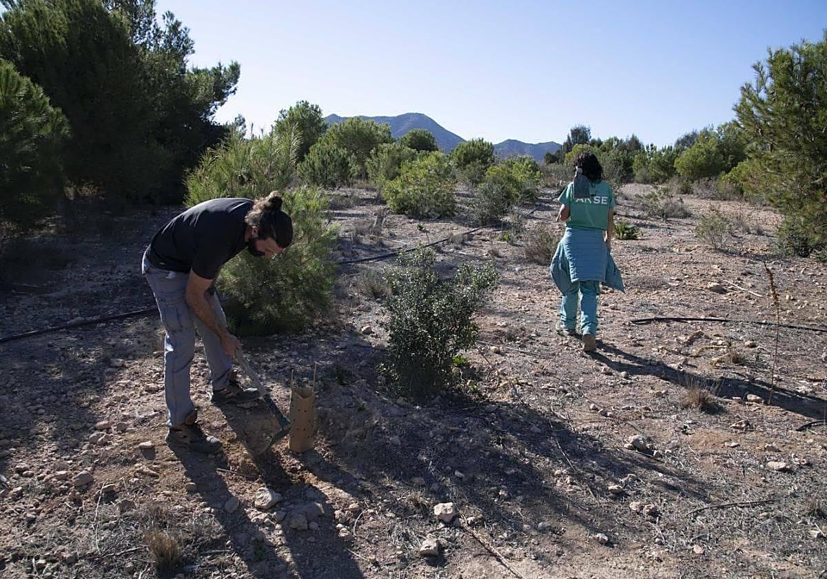 Un trabajador de Anse siembra un árbol, mientras otra revisa otros, en la primera zona reforestada del Bosque Romano.