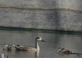 Polluelos encontrados en Mazarrón.