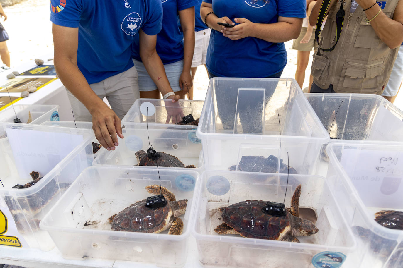 La suelta de 20 tortugas boba, en imágenes