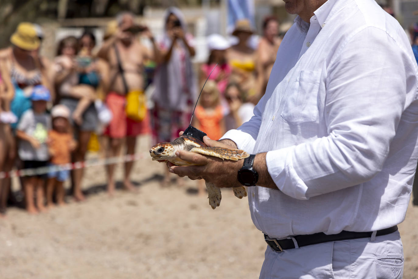La suelta de 20 tortugas boba, en imágenes