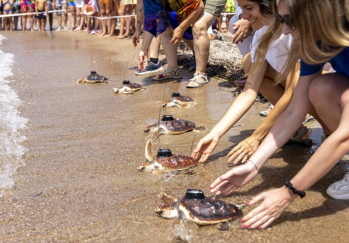 La suelta de 20 tortugas boba, en imágenes