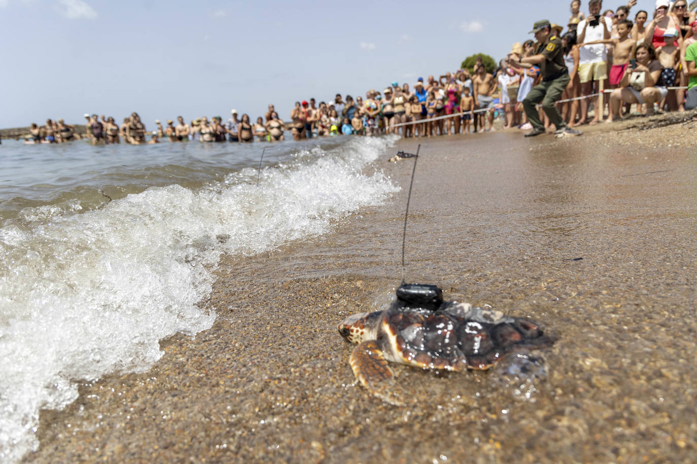 La suelta de 20 tortugas boba, en imágenes
