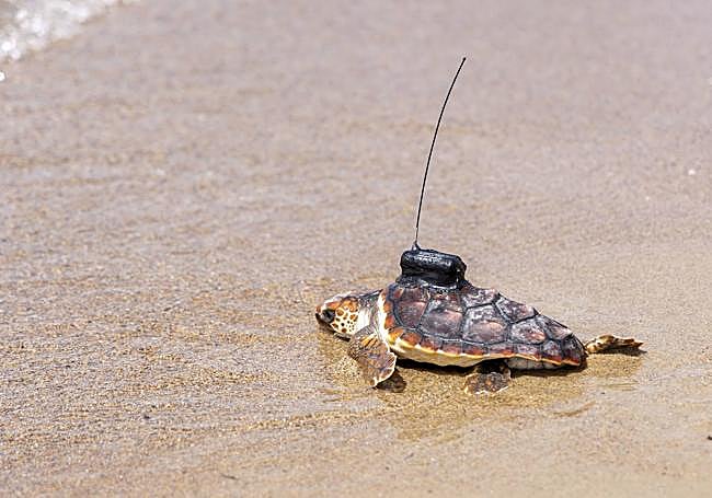 Un ejemplar de tortuga boba puesta en libertad.