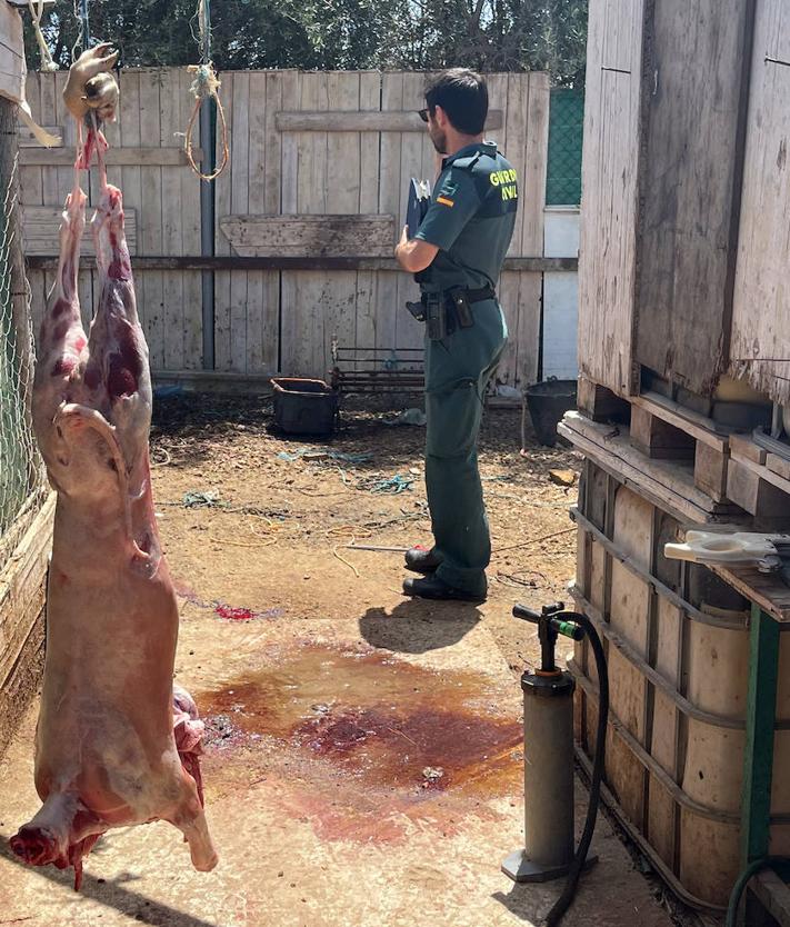 Imagen secundaria 2 - Cinco detenidos y dos investigados por el robo de ganado en el Campo de Cartagena