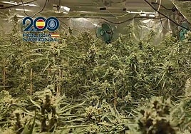 Plantación de marihuana encontrada en la vivienda de Molina de Segura.