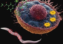 Una célula y el modelo C. elegans, en la portada de Medicinal Chemistry.