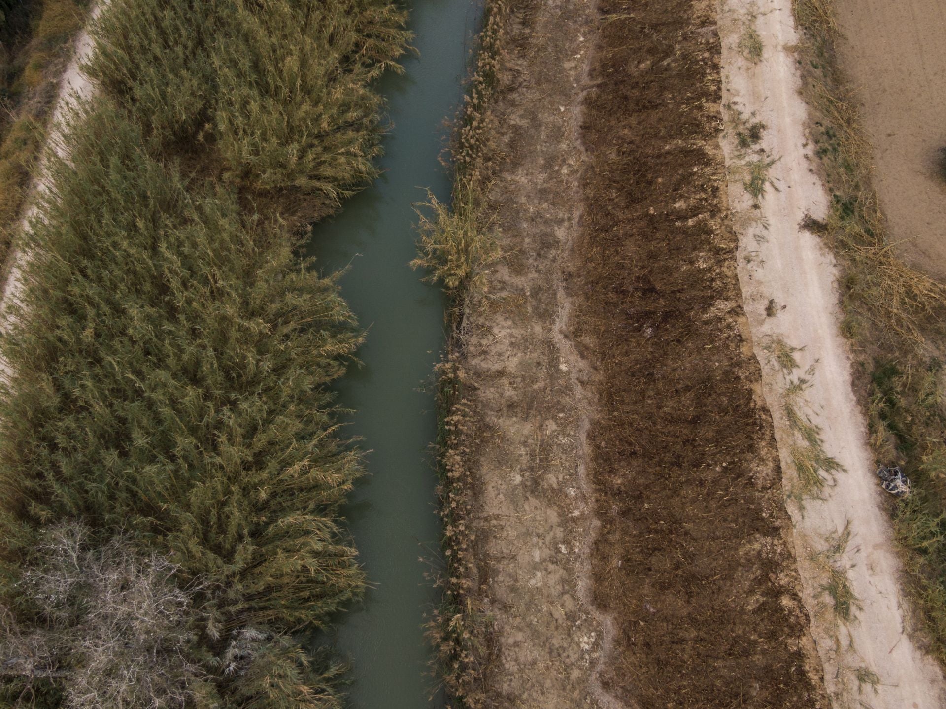 Recuperación de árboles y arbustos de ribera a lo largo del río Segura, en imágenes