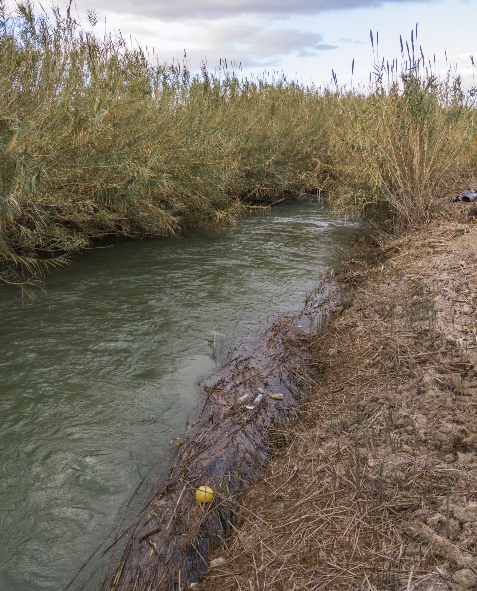 Recuperación de árboles y arbustos de ribera a lo largo del río Segura, en imágenes