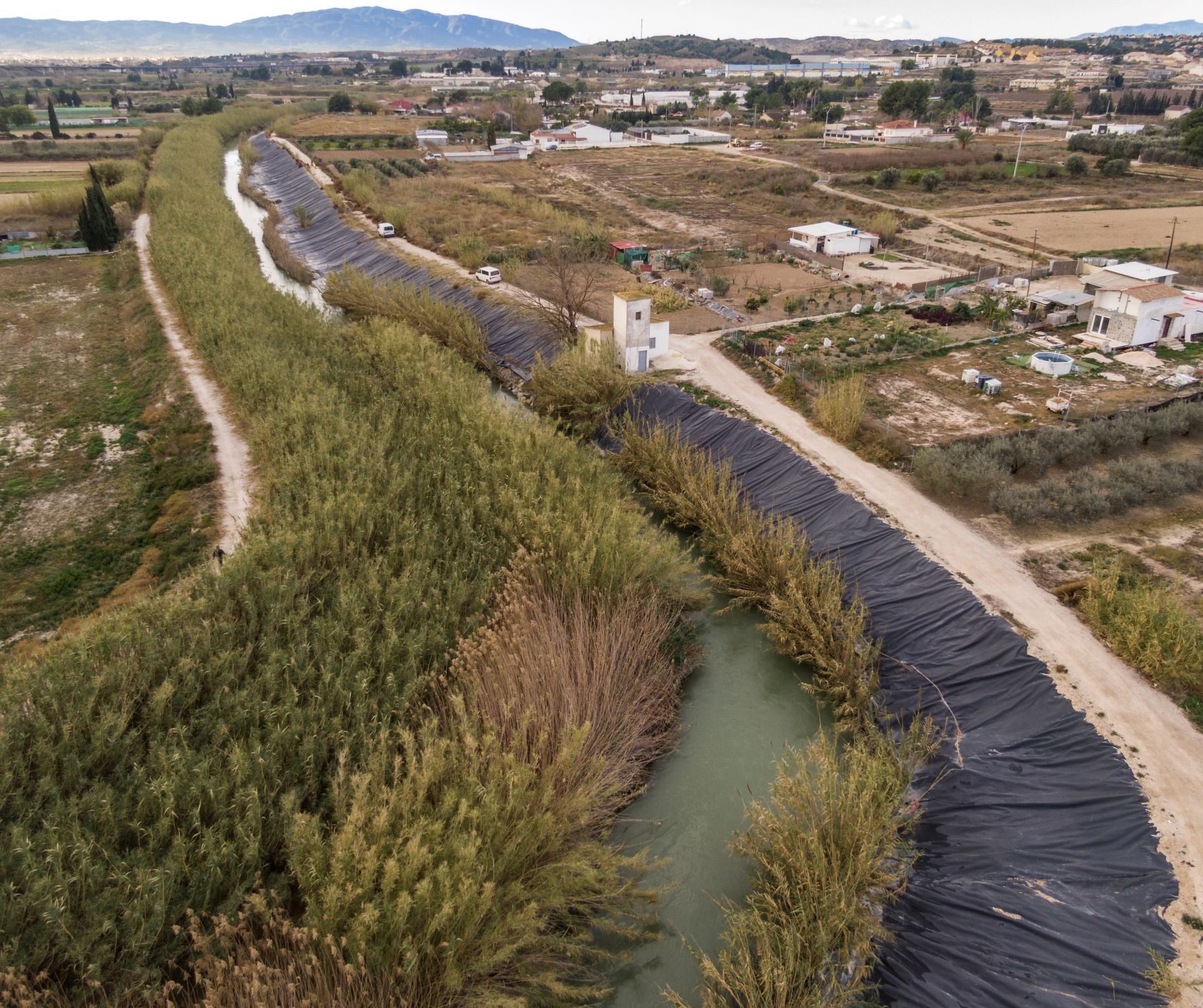 Recuperación de árboles y arbustos de ribera a lo largo del río Segura, en imágenes