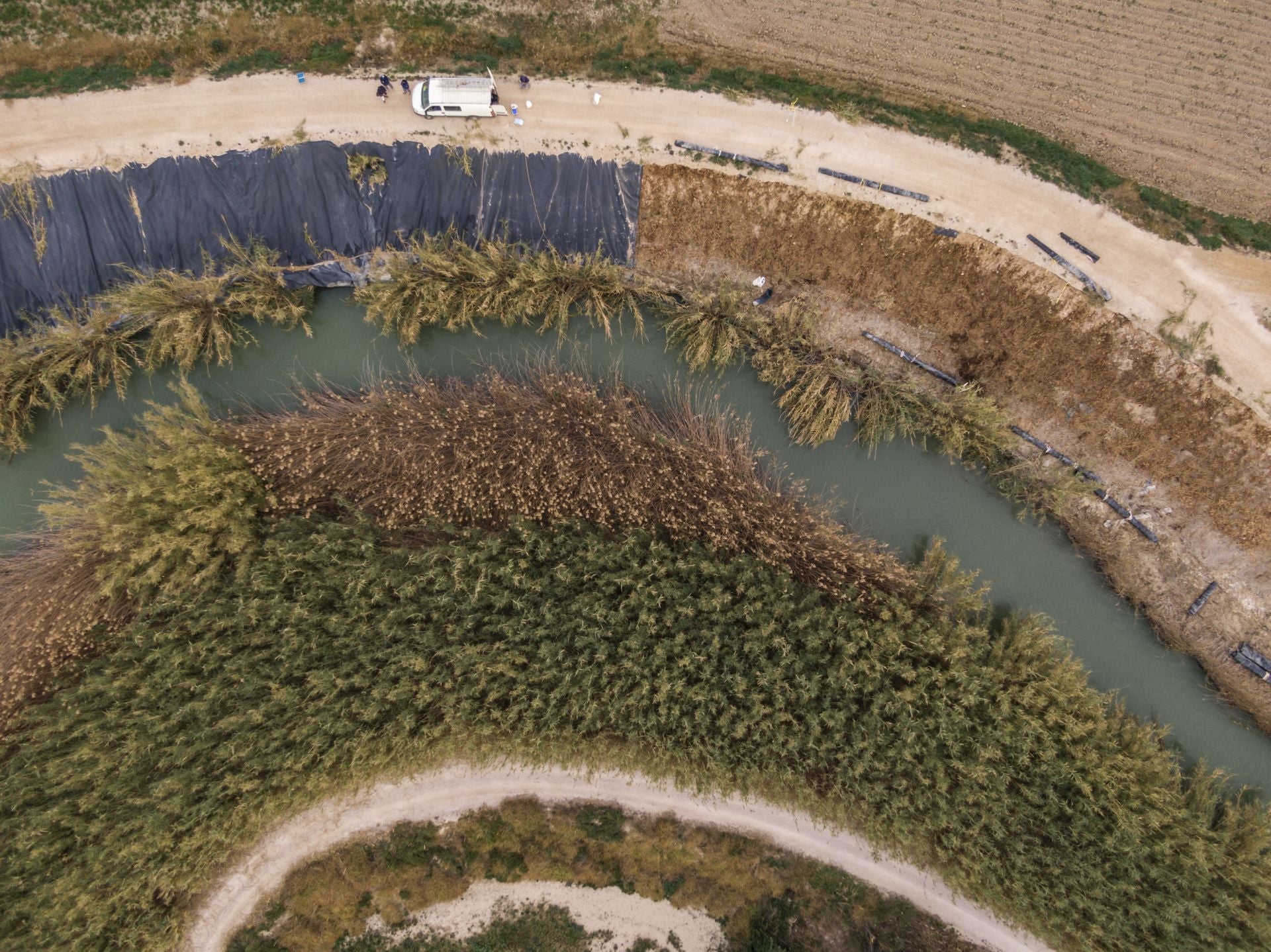 Recuperación de árboles y arbustos de ribera a lo largo del río Segura, en imágenes