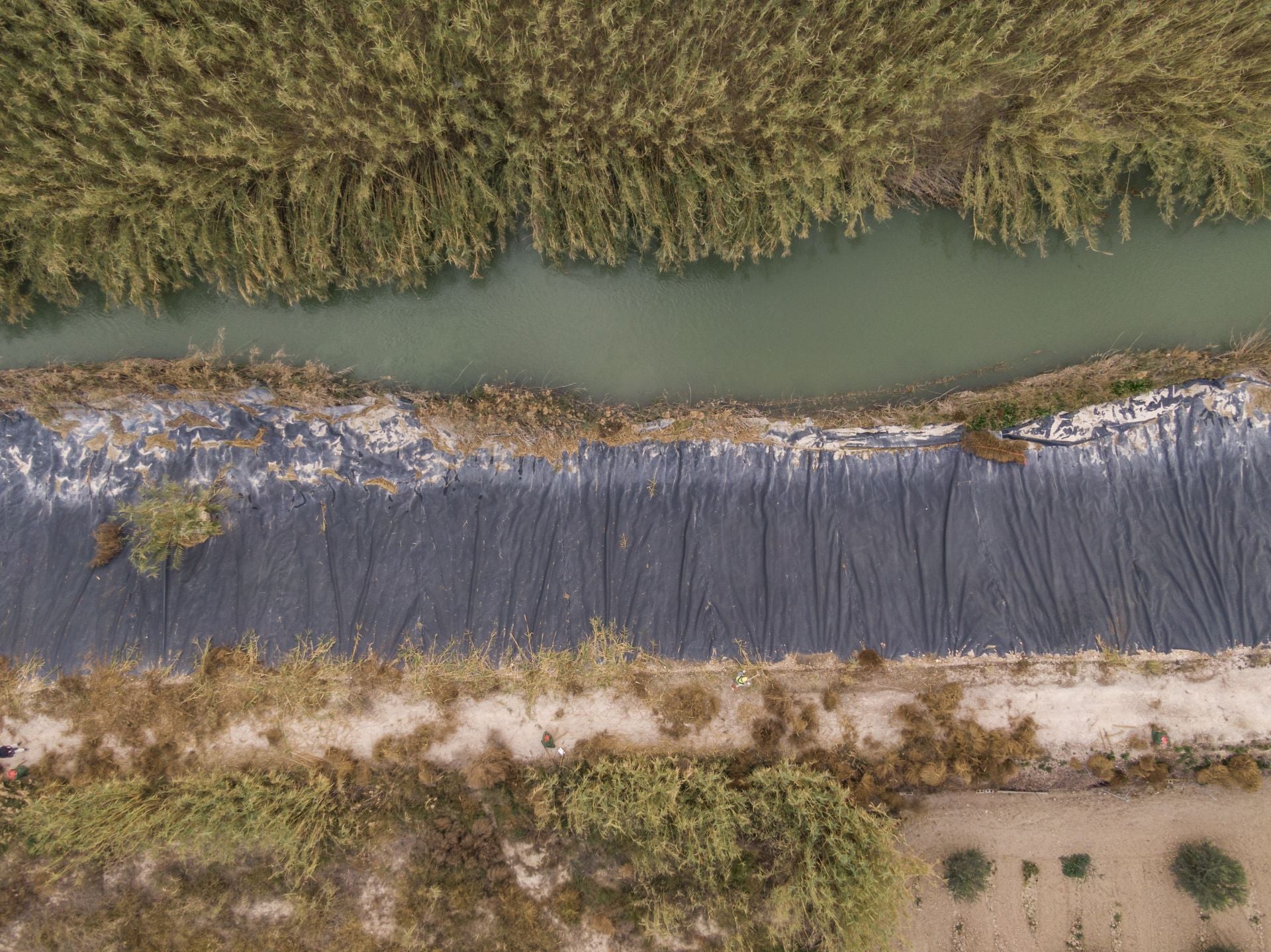 Recuperación de árboles y arbustos de ribera a lo largo del río Segura, en imágenes