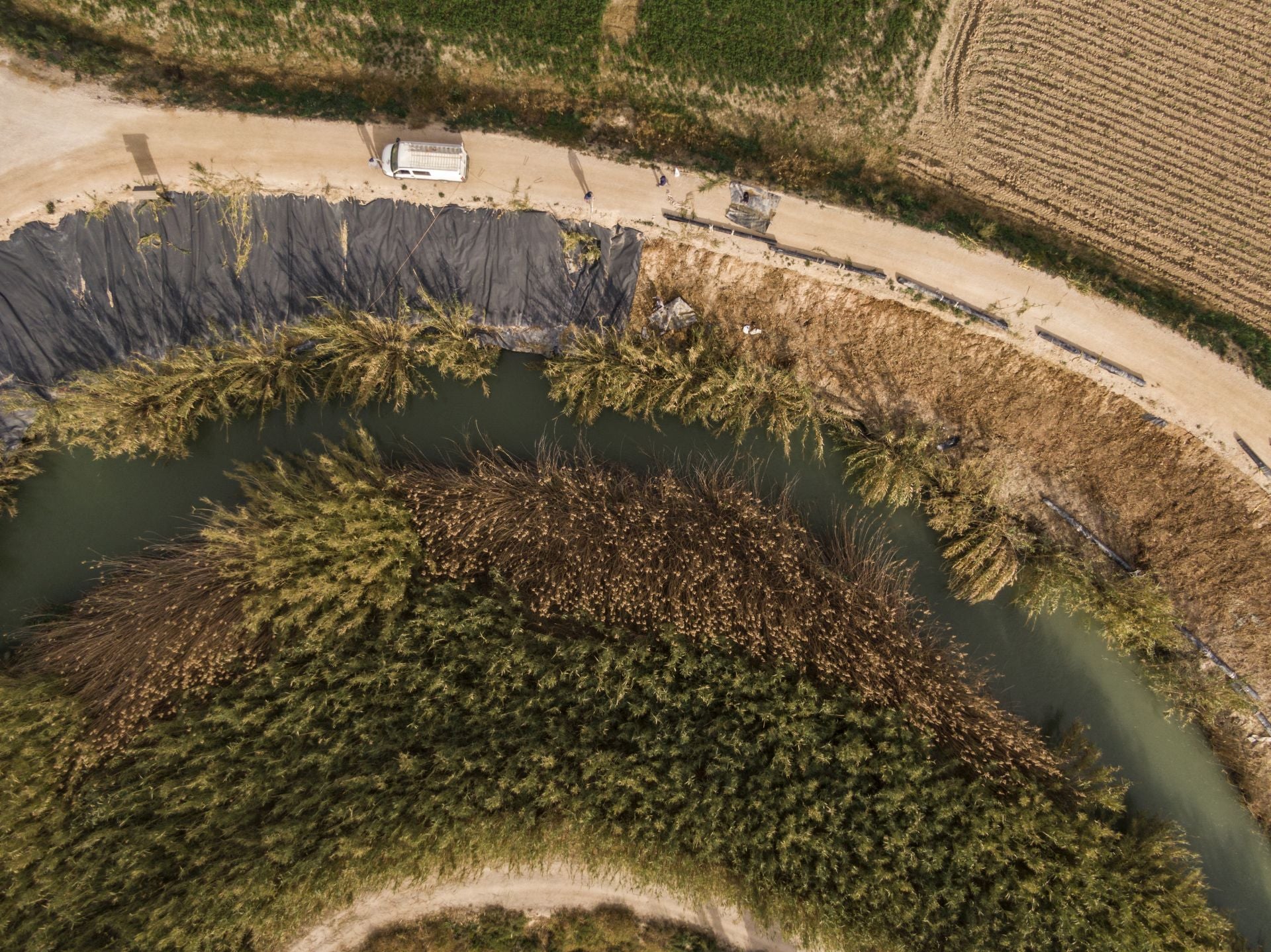 Recuperación de árboles y arbustos de ribera a lo largo del río Segura, en imágenes