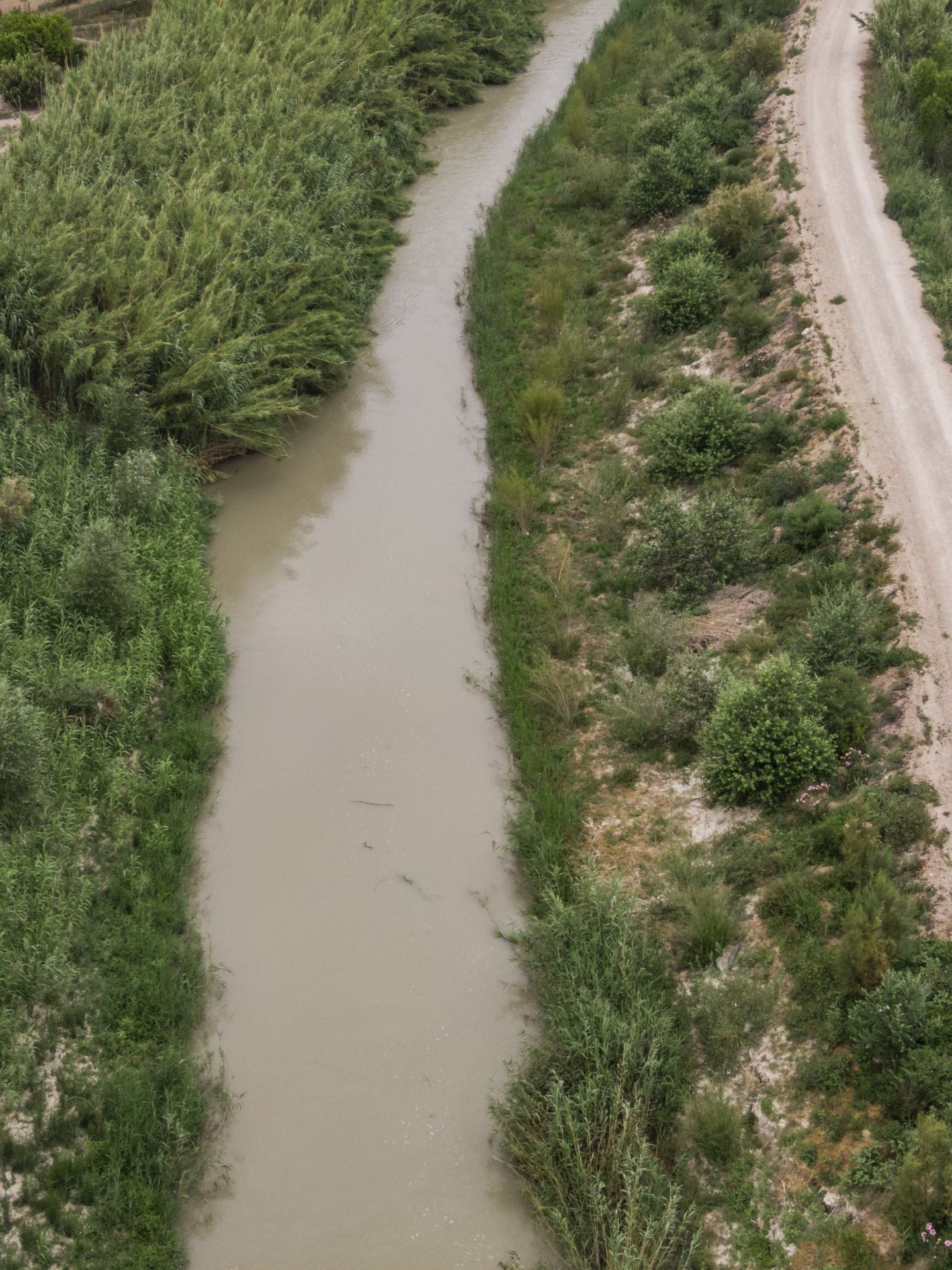 Recuperación de árboles y arbustos de ribera a lo largo del río Segura, en imágenes