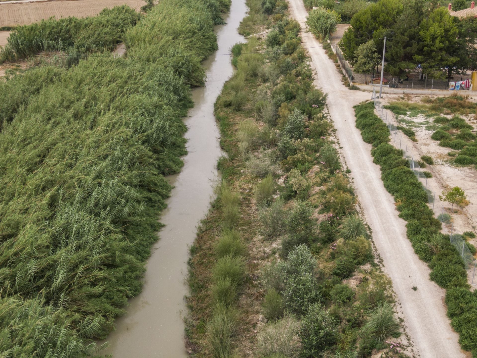 Recuperación de árboles y arbustos de ribera a lo largo del río Segura, en imágenes