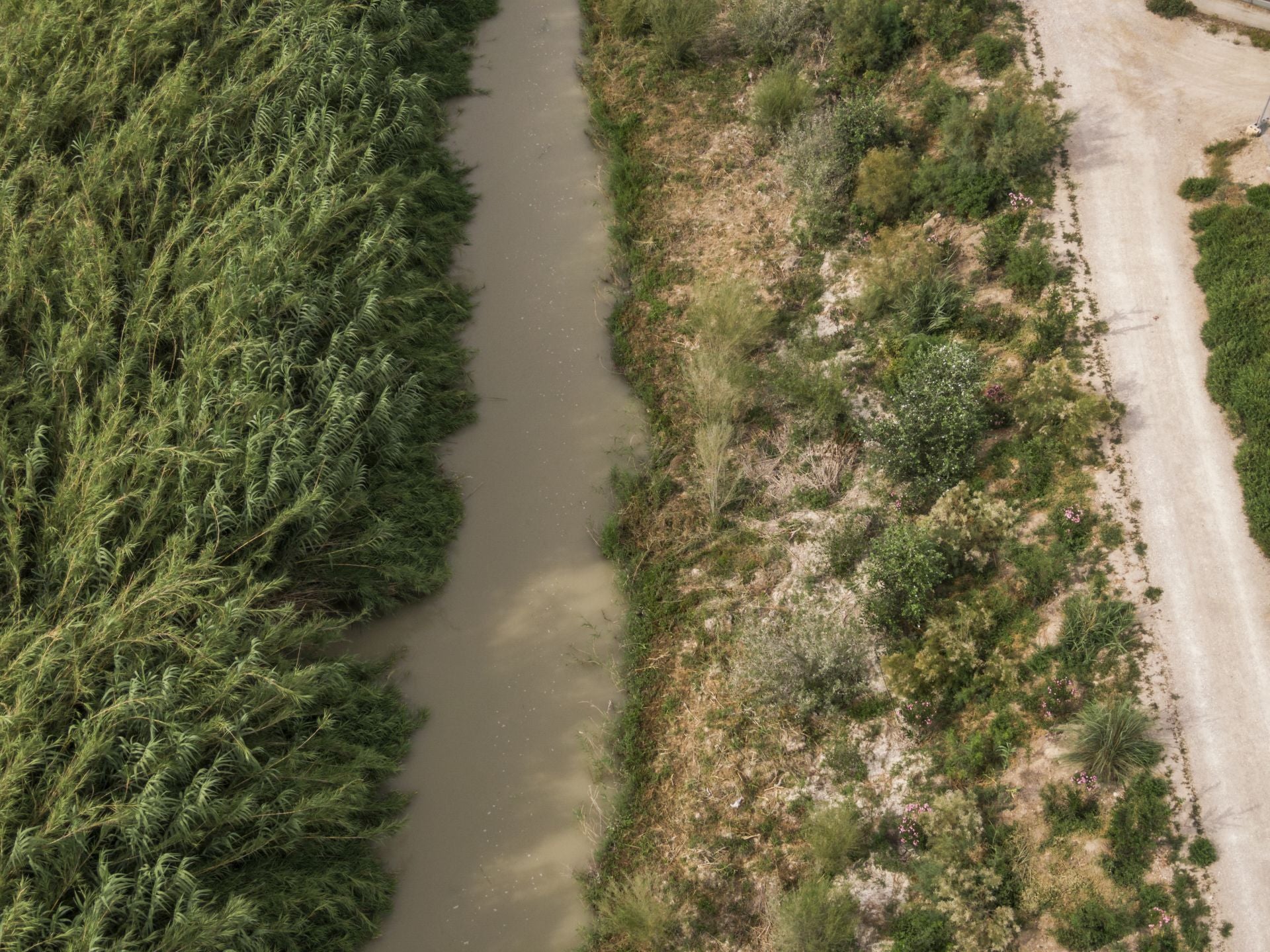 Recuperación de árboles y arbustos de ribera a lo largo del río Segura, en imágenes