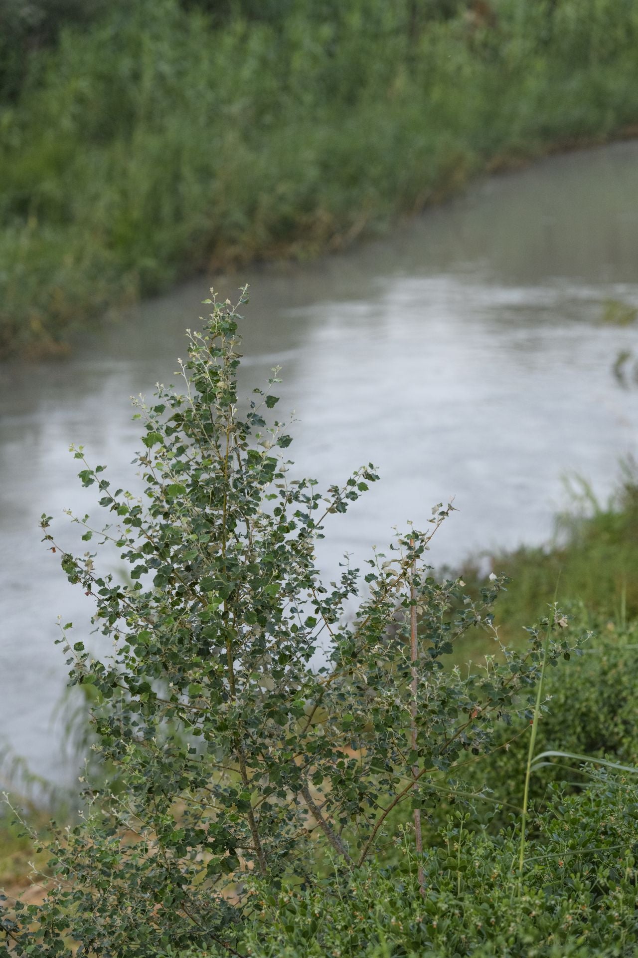Recuperación de árboles y arbustos de ribera a lo largo del río Segura, en imágenes