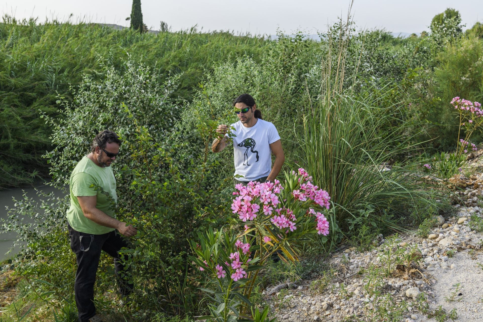 Recuperación de árboles y arbustos de ribera a lo largo del río Segura, en imágenes