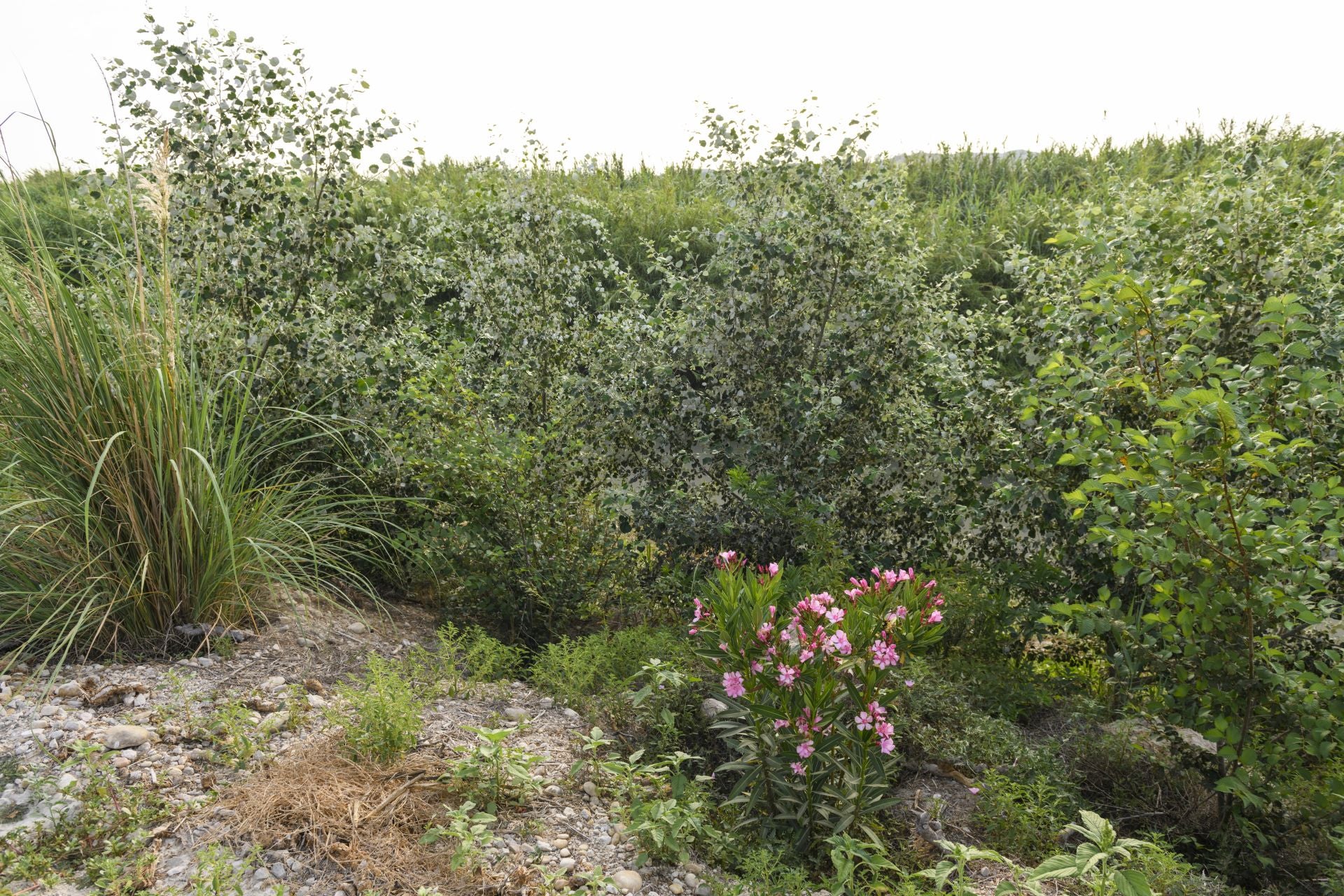 Recuperación de árboles y arbustos de ribera a lo largo del río Segura, en imágenes