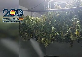 Plantación de marihuana en una vivienda de Alcantarilla.
