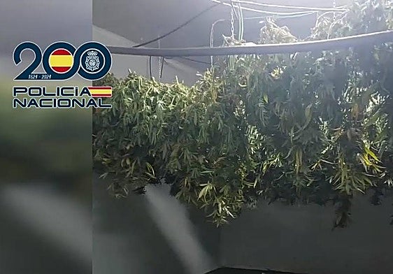 Plantación de marihuana en una vivienda de Alcantarilla.