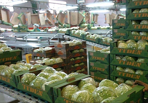 Lechugas preparadas para su exportación, en una imagen de archivo.