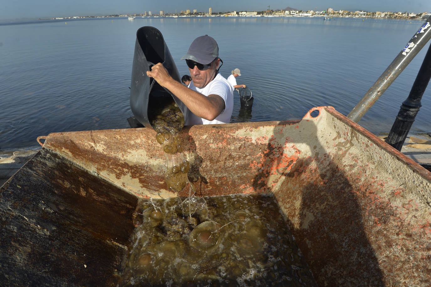 Las redes antimedusas colocadas en el Mar Menor, en imágenes