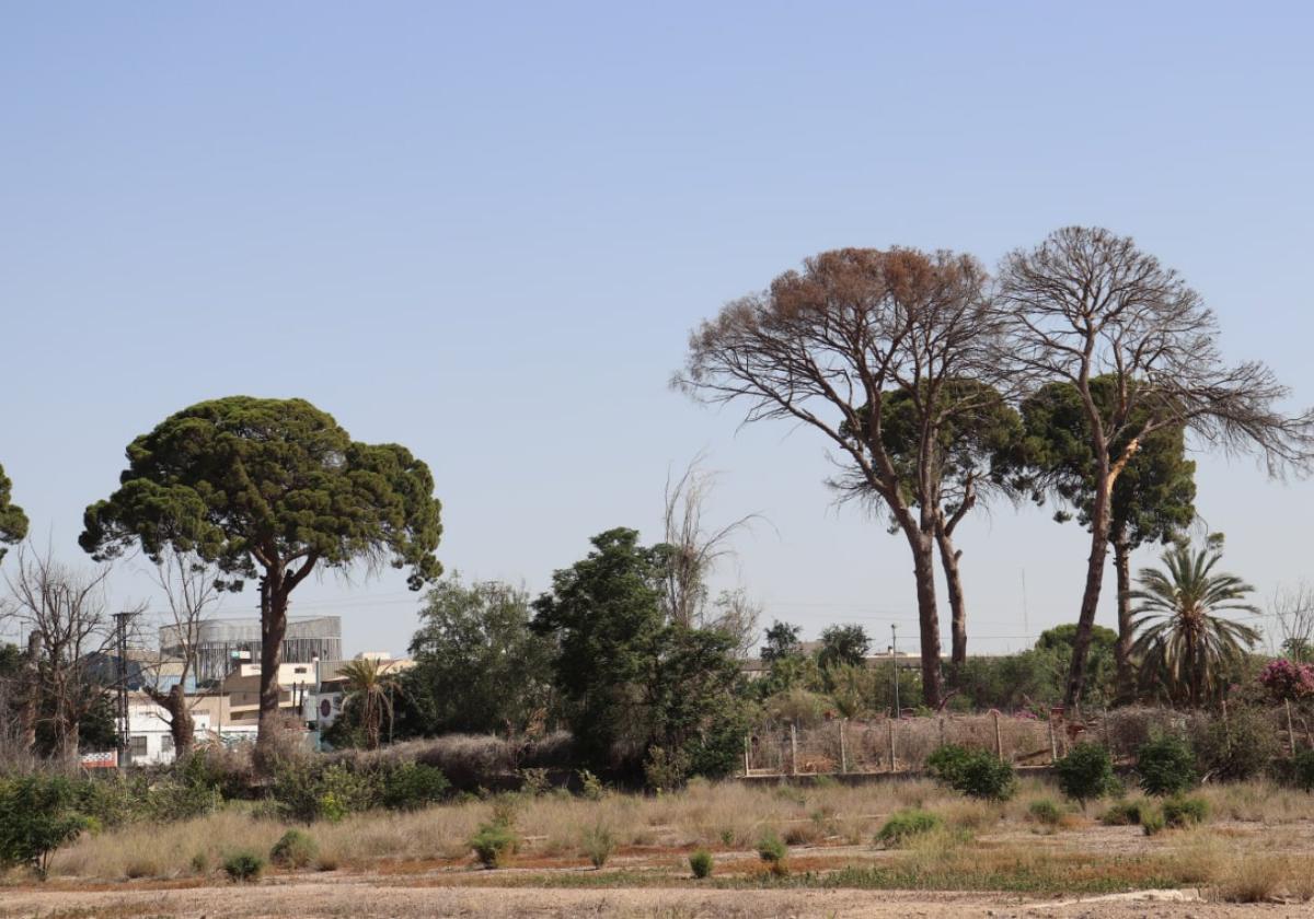 Vista de ejemplares muertos de los pinos centenarios.