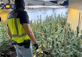 Algunas de las plantas de marihuana encontradas en el domicilio.