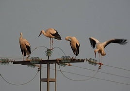 El grupo de cigüeñas apoyadas en un tendido eléctrico en Calasparra.