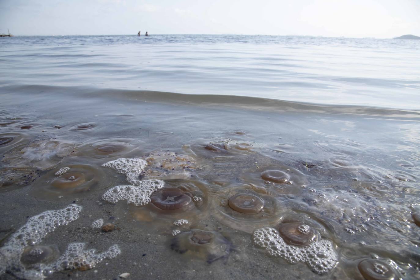 Cientos de medusas se acumulan en Punta Brava y Los Urrutias