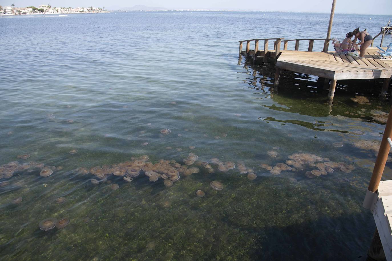 Cientos de medusas se acumulan en Punta Brava y Los Urrutias